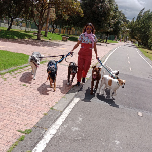 cuánto tiempo pasean los paseadores de perros